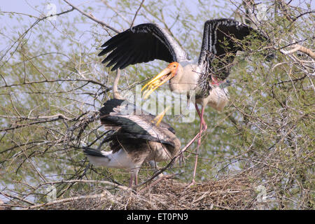 Gli uccelli ; dipinto di Stork Mycteria leucocephala di pulcino di alimentazione ; Bharatpur ; Rajasthan ; India Foto Stock