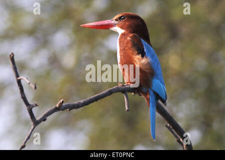 Gli uccelli ; petto bianco kingfisher halcyon smyrnensis seduta sul ramo ; Bharatpur ; Rajasthan ; India Foto Stock
