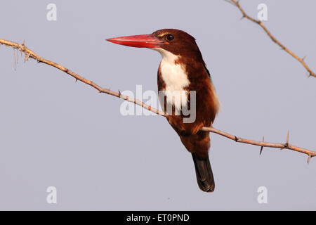 Gli uccelli ; petto bianco kingfisher halcyon smyrnensis seduta sul ramo ; Bharatpur ; Rajasthan ; India Foto Stock