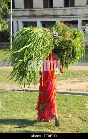 Donna che porta erba verde ; Kamli Ghat ; Udaipur ; Rajasthan ; India Foto Stock