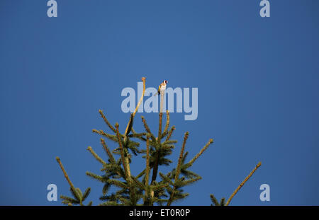 Cardellino, Carduelis carduelis, fotografato in Cotswolds, Inghilterra Foto Stock