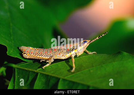 Grasshopper seduta sulla foglia verde Foto Stock