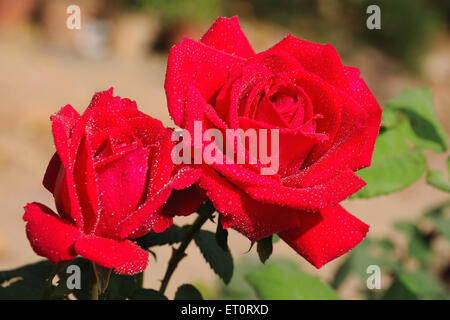 Dewdrops sulle rose due rose rosse Foto Stock