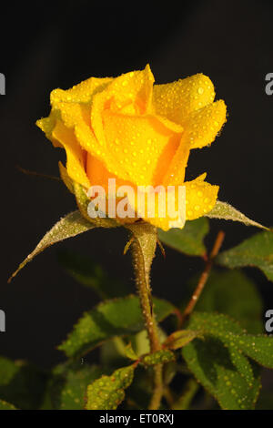 Rosa gialla con gocce di rugiada Foto Stock