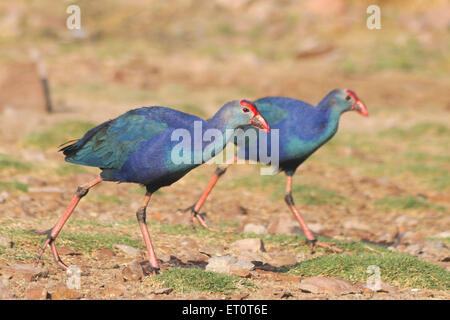 porfirio porfirio, porfirio porfirio, gallina palude, palude occidentale, palude viola, Bird di Sultana, Jodhpur, Rajasthan, India Foto Stock