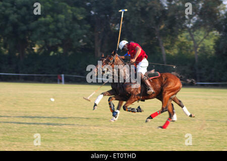 Cavallo polo ; Jodhpur ; Rajasthan ; India Foto Stock