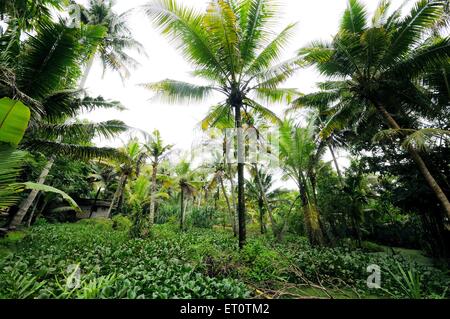 Alberi di palma ; Ernakulum ; Cochin ; Kochi ; Kerala ; India Foto Stock
