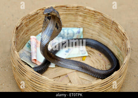 Cobra snake in un cestello con il denaro ; Rajasthan ; India Foto Stock