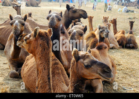 Cammelli a Pushkar fair ; Rajasthan ; India Foto Stock