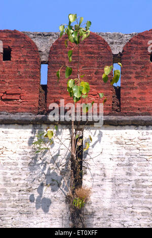 albero di bodhi, albero di pippala, albero di peepul, albero di peepal, albero di pipelal, Albero di ashvattha, Shree Devdeveshwar tempio muro, Parvati collina, Pune, Maharashtra, India Foto Stock