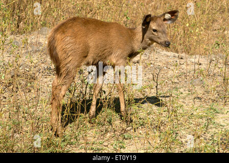 Vitello di Sambar Cervus unicolor ; snake park Rajiv Gandhi parco zoologico wild life research center ; Katraj ; Pune Foto Stock