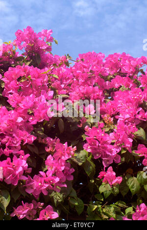 Bouganvillea Sanderina Alberello - Pianta Con Fiori Rosa, Vaso 14 Cm, Altezza 50-70 Cm - Foto 3