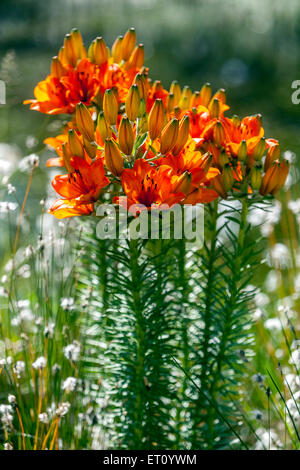 Lily, gigli, Lilium bulbiferum, Giglio Rosso, Fire Lily Flower Garden Foto Stock