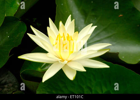 Loto con loto di polline giallo, nelumbo nucifera, loto indiano, loto sacro, fagiolo dell'india, fagiolo egiziano Foto Stock