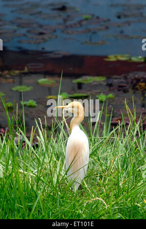 Airone per bestiame, bubulcus ibis, Saras Bug, Pune, Maharashtra, India Foto Stock