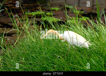 Airone per bestiame, bubulcus ibis, Saras Bug, Pune, Maharashtra, India Foto Stock