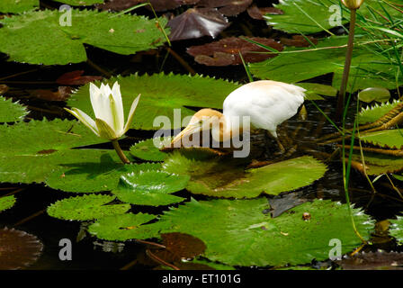 Bubulcus ibis, in piedi su foglia di loto ; Saras Bag ; Pune ; Maharashtra ; India ; Asia ; Asia ; indiano Foto Stock