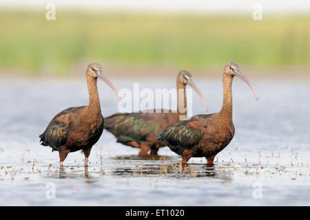 Tre ibis lucido a fondali del lago Manych in Kalmykia, Russia Foto Stock