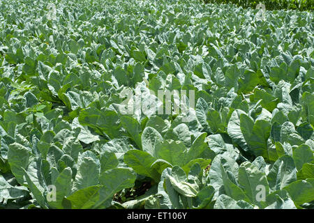 Allevamento di cavolfiori ; brassica oleracea ; Ozar ; Pune ; Maharashtra ; India ; Asia Foto Stock