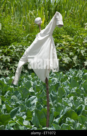 Scaventapasseri in azienda di cavolfiore ; brassica oleracea ; Ozar ; Pune ; Maharashtra ; India ; Asia Foto Stock