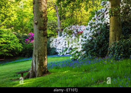 Rododendri e bluebells nei boschi della struttura Bowood Station Wagon nel Wiltshire. Foto Stock