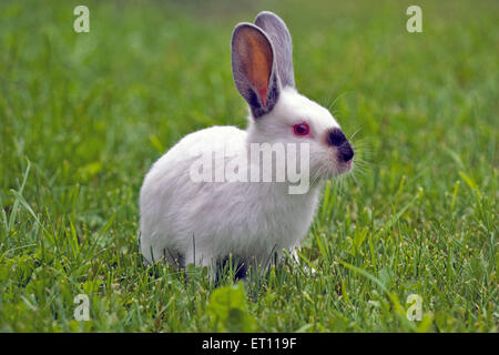 Bianco di coniglio domestico seduto in erba, ritratto Foto Stock