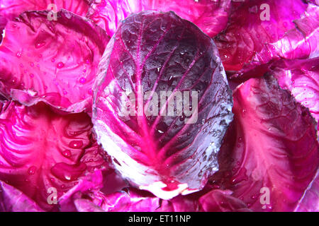 Cavolo Viola rossastro blue violet Foto Stock