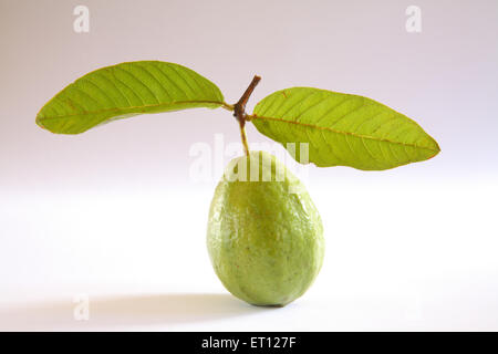 Frutta di guava , Psidium guajava , frutta con foglia verde su sfondo bianco Foto Stock