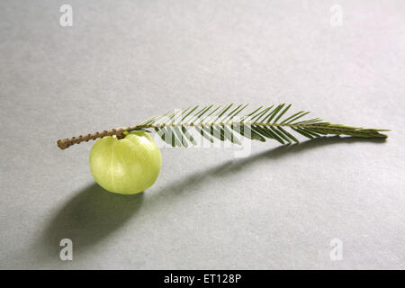 AMLA, phyllanthus emblica, emblico, emblico mirobalano, mirobalano, Uva spina indiana, Malacca, India, Asia, un pezzo su sfondo bianco, piano tavolo, Foto Stock