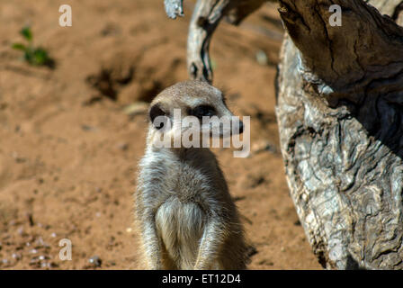 Meerkat (Suricata suricatta) nel Monarto Zoo di Adelaide, SA, Australia Foto Stock