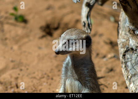 Meerkat (Suricata suricatta) nel Monarto Zoo di Adelaide, SA, Australia Foto Stock