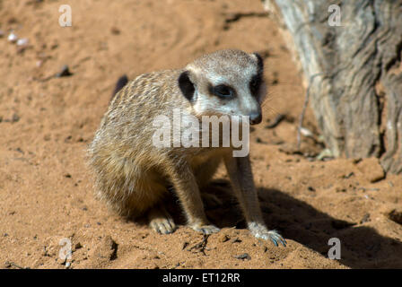 Meerkat (Suricata suricatta) nel Monarto Zoo di Adelaide, SA, Australia Foto Stock