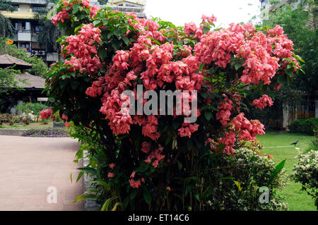 Albero da fiore muchhana, Mussaenda eritrophylla, sangue Ashanti, cespuglio di bandiera rossa, dogwood tropicale Foto Stock