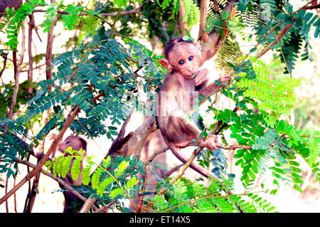 Giovane scimmia seduta su albero ; india ; asia Foto Stock