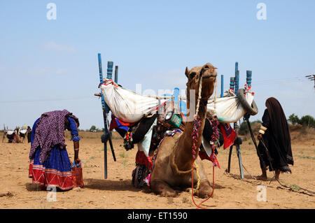Gypsy donne tribali che trasportano cosa domestico sul cammello ; ; Kutch Gujarat ; India Foto Stock