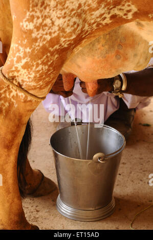 La mungitura mucca ; ; Kutch Gujarat ; India Foto Stock