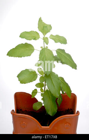 Basilico santo tulsi impianto ocimum sanctum impianto in terracotta vrindavan su sfondo bianco Foto Stock