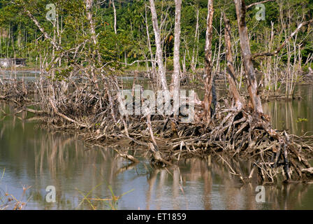 Radici di mangrovie, Isola della pelle Rossa, Parco nazionale marino, Port Blair, Andaman e Nicobar Islands, territorio dell'Unione di India, UT, India, Asia Foto Stock