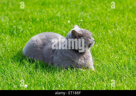 Grigio britannico Gatto sdraiato in erba verde Foto Stock