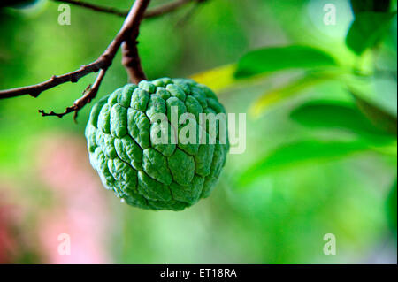 Crema di mele, albero di frutta cherimoya, mela zucchero, sop dolce, dolcificante, Annona squamosa, cuore del bulbo, Annona reticolata, Seetaphal, Sitafal, Foto Stock