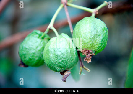 Pianta di guava, albero di guava, albero di frutta di guava, pianta di frutta di guava, Psidium guajava, Foto Stock