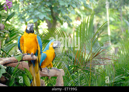 Blu e Oro macaws a Jurong Bird Park ; Singapore Foto Stock