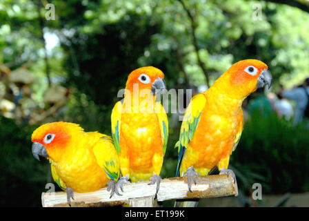 Macaw Bird, New World Parrot, Jurong Bird Park voliera, Jurong, Singapore, Asia Foto Stock