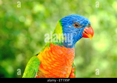 Colorato macaw a Jurong Bird Park ; Singapore Foto Stock
