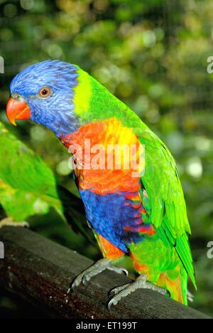 Colorato macaw a Jurong Bird Park ; Singapore Foto Stock
