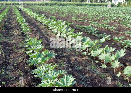 Campo di piante di cavolfiore ; Amreli ; Gujarat ; India Foto Stock
