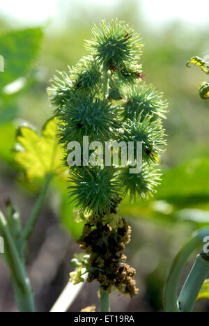 Ricinus communis, fagiolo di ricino, pianta dell'olio di ricino, Amreli, Gujarat, India Foto Stock