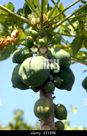 Papaya; Amreli ; Gujarat ; India Foto Stock