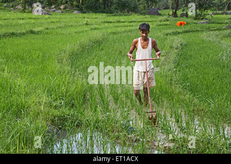 Gioventù rurale mediante operazioni di diserbatura implementare in risaia socio economica iniziativa da parte di ONG Organizzazione Chinmaya dello sviluppo rurale Foto Stock