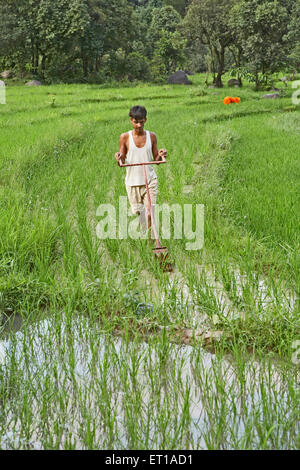 Gioventù rurale mediante operazioni di diserbatura implementare in risaia socio economica iniziativa da parte di ONG Organizzazione Chinmaya dello sviluppo rurale Foto Stock